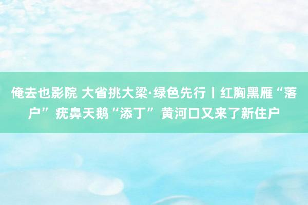 俺去也影院 大省挑大梁·绿色先行丨红胸黑雁“落户” 疣鼻天鹅“添丁” 黄河口又来了新住户