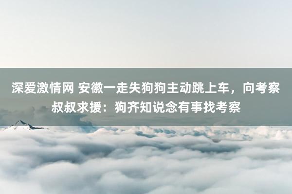 深爱激情网 安徽一走失狗狗主动跳上车，向考察叔叔求援：狗齐知说念有事找考察